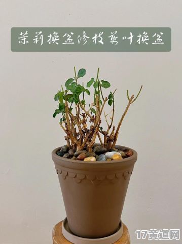 11月适合种植的吉日是哪天？最适合11月换盆的花有哪些？